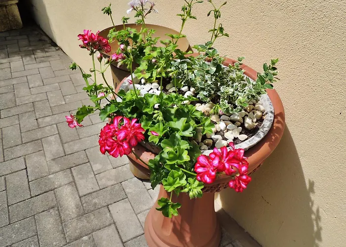 Goethe * ベルンカステル・クース